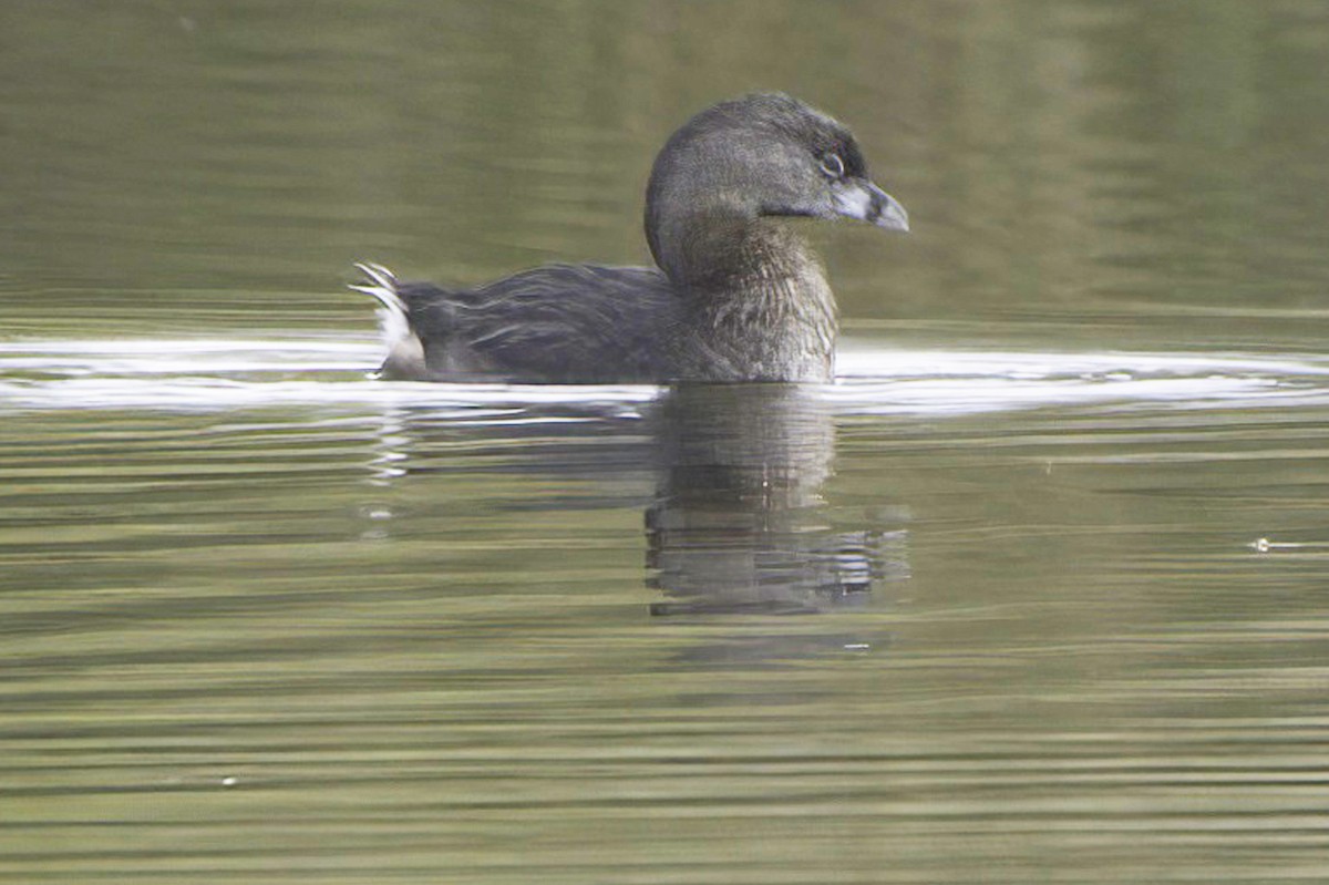 Pied-billed Grebe - ML643982978