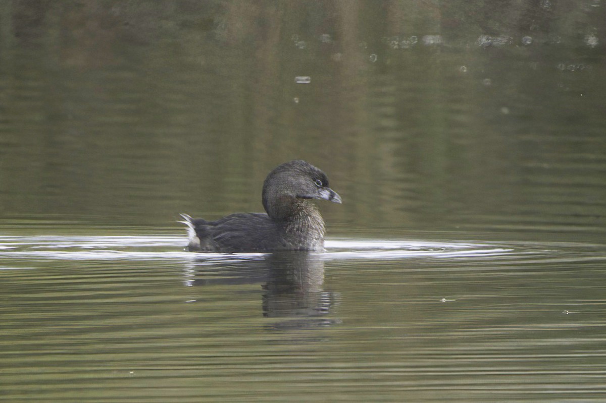 Pied-billed Grebe - ML643982979