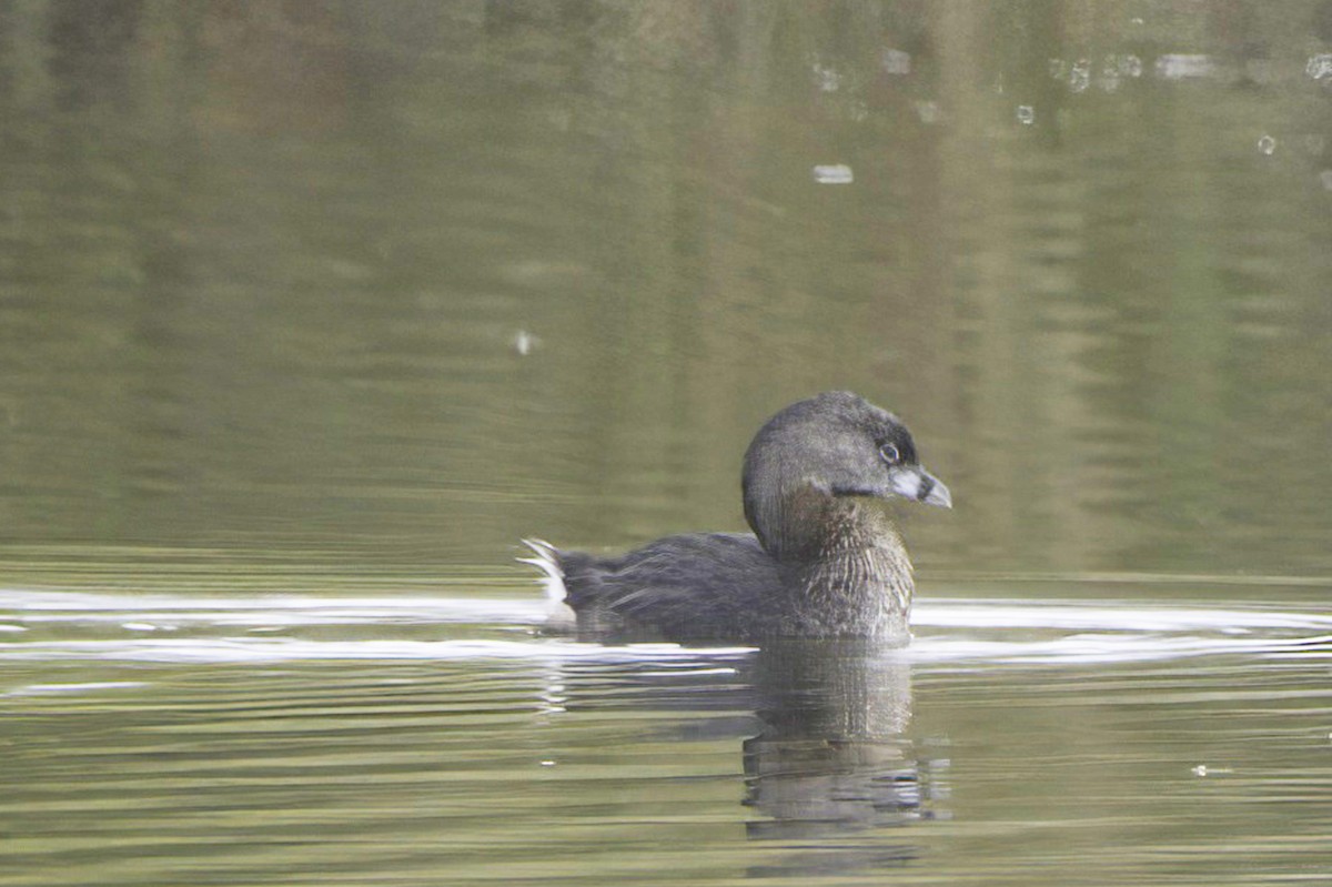 Pied-billed Grebe - ML643982980