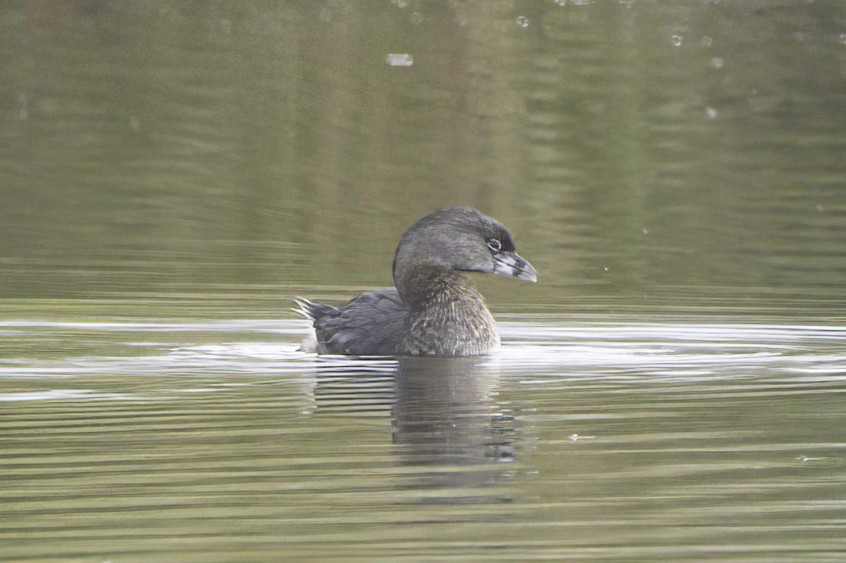 Pied-billed Grebe - ML643982981