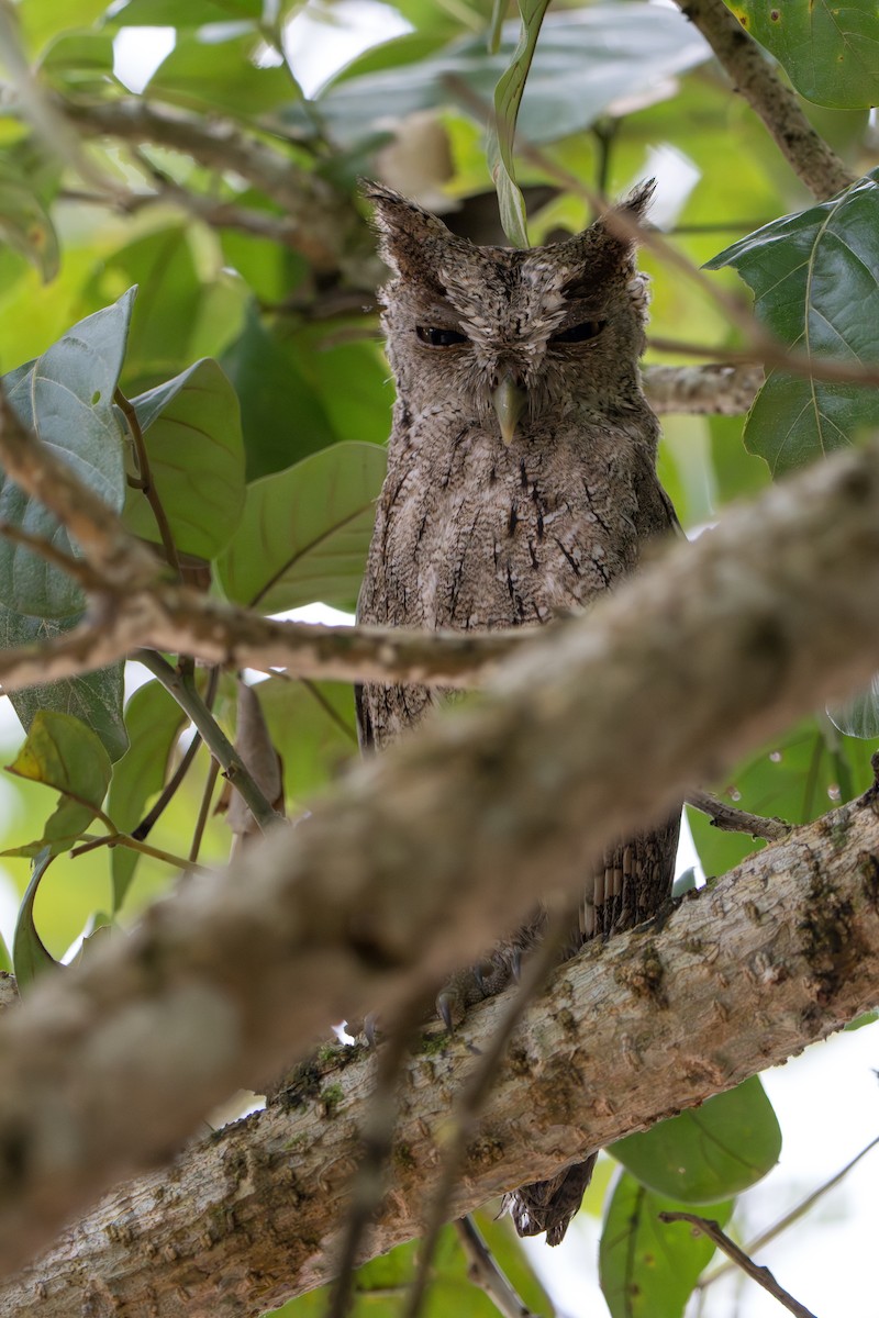 Pacific Screech-Owl - ML643982988