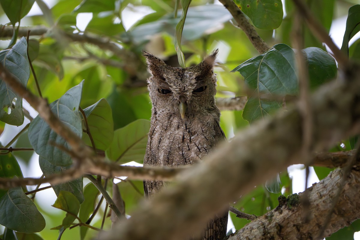 Pacific Screech-Owl - ML643982989