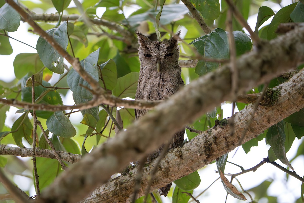 Pacific Screech-Owl - ML643982990