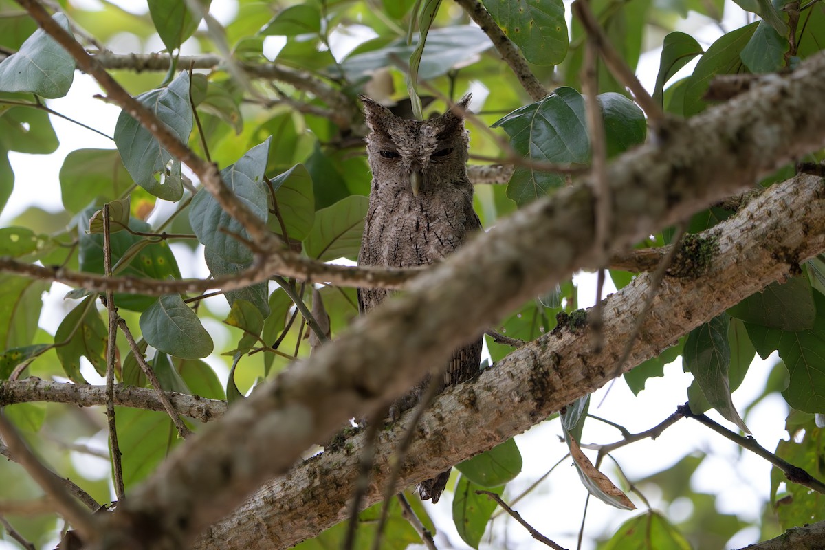 Pacific Screech-Owl - ML643982991