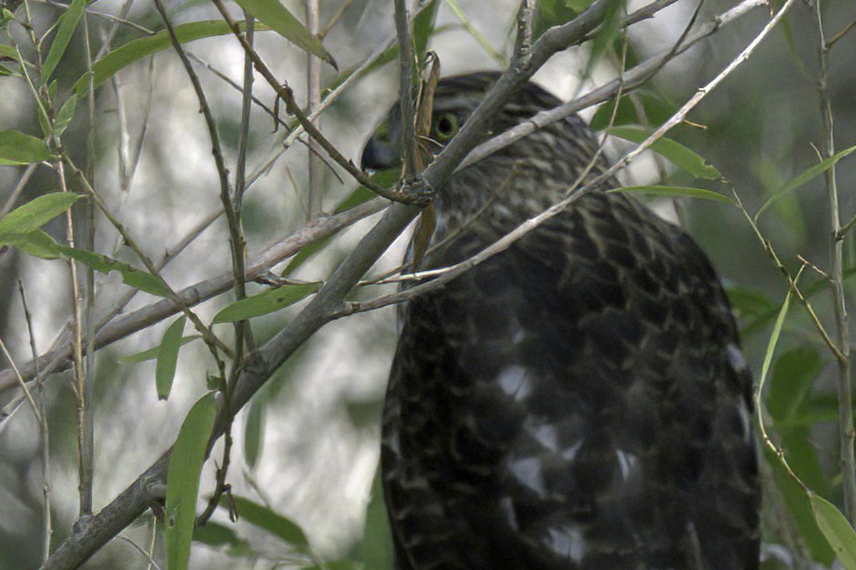 Cooper's Hawk - ML643982997