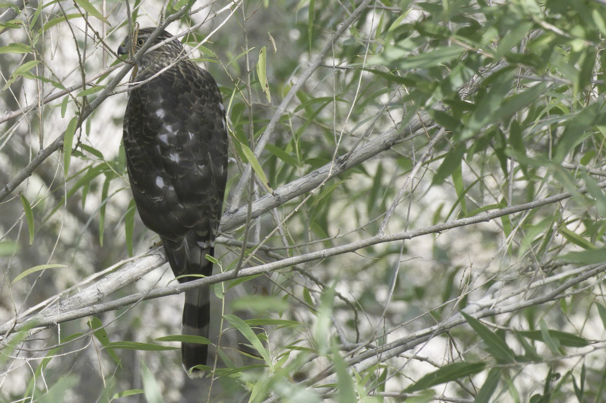 Cooper's Hawk - ML643982999