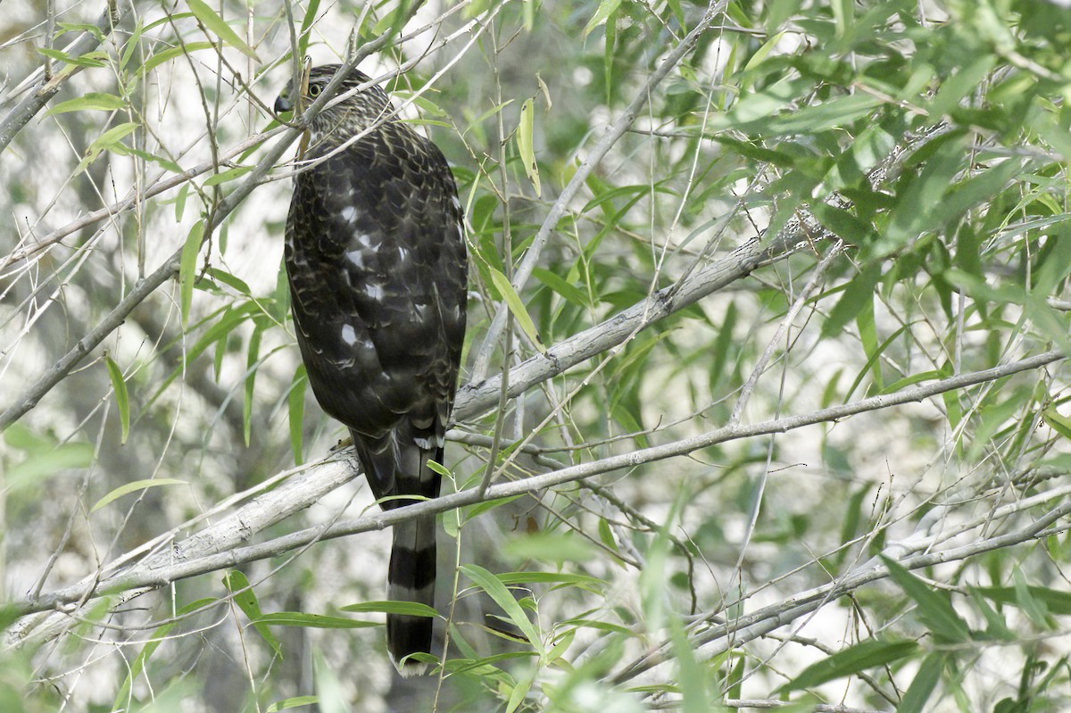Cooper's Hawk - ML643983001