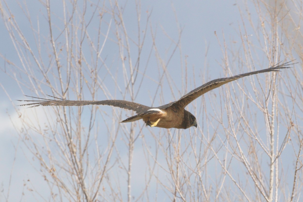 Northern Harrier - ML643983004