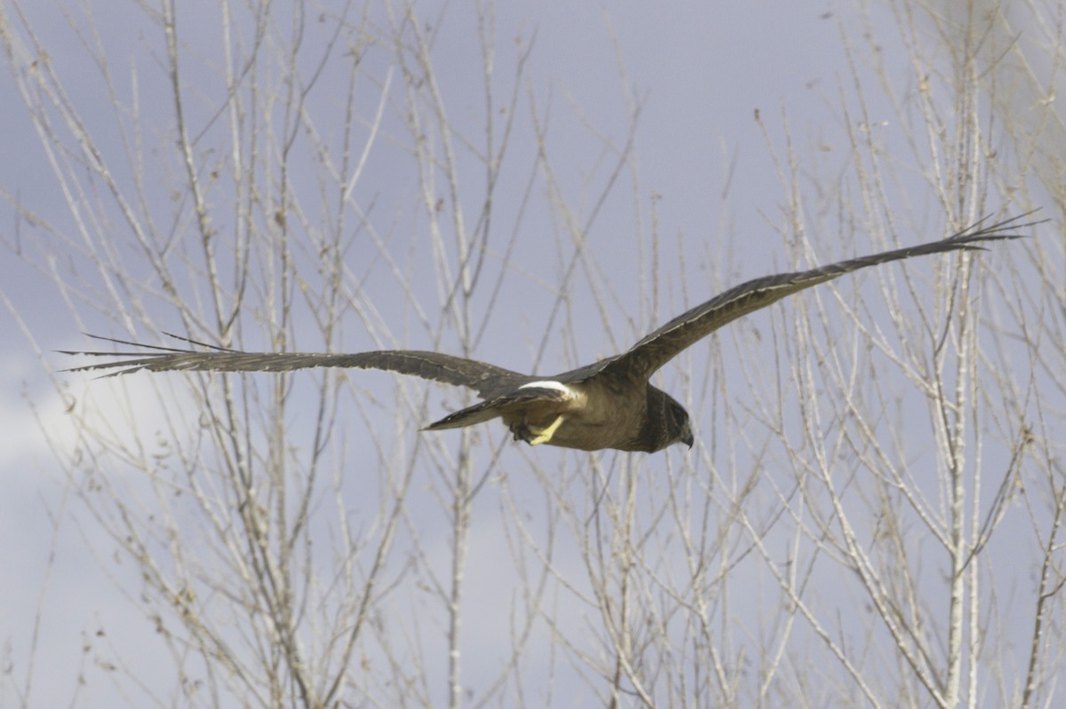 Northern Harrier - ML643983005