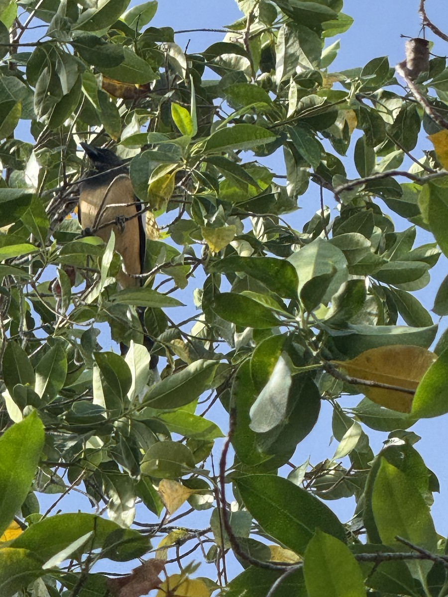 Rufous Treepie - ML643983028