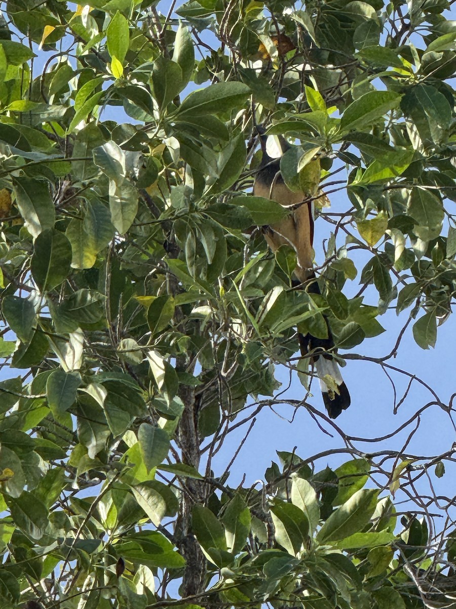 Rufous Treepie - ML643983029