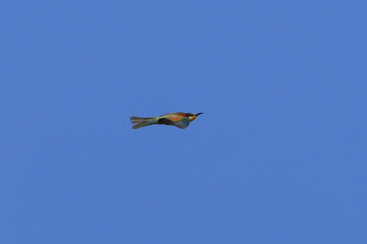 ヨーロッパハチクイ - ML643983051