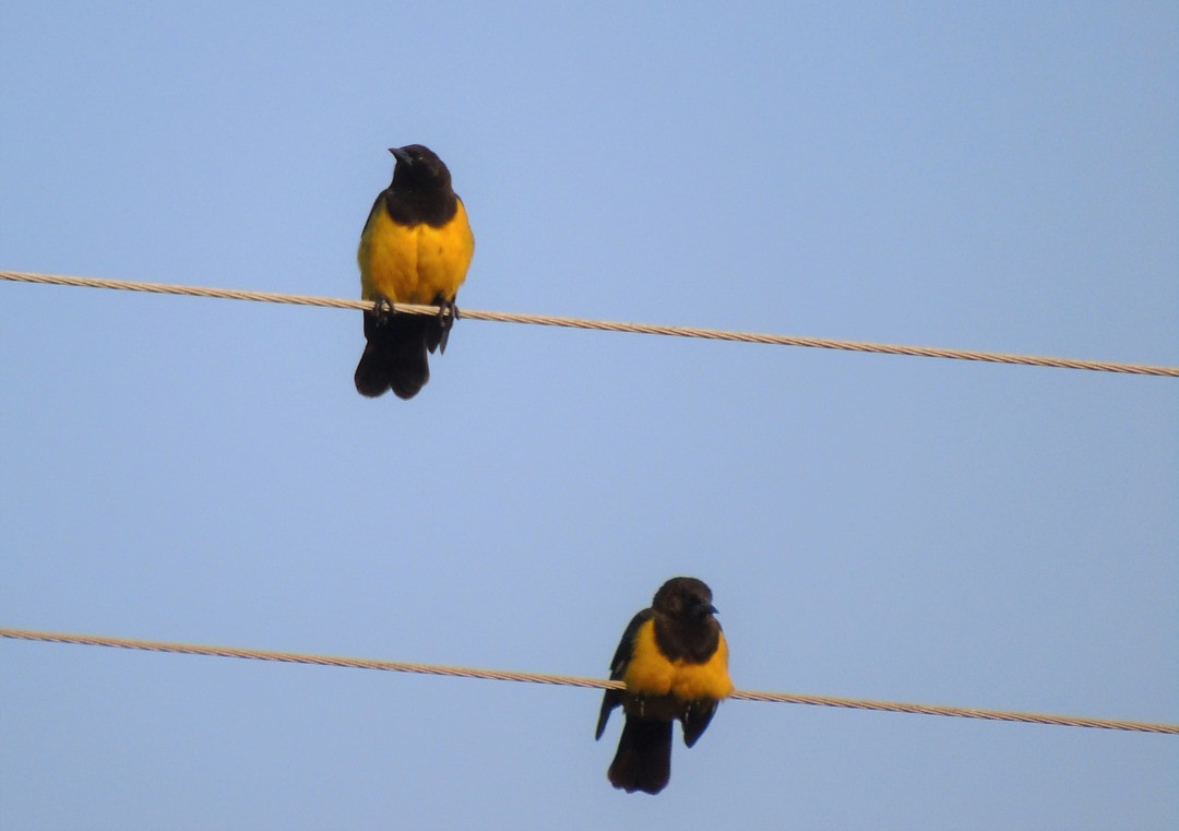 Yellow-rumped Marshbird - ML643983072