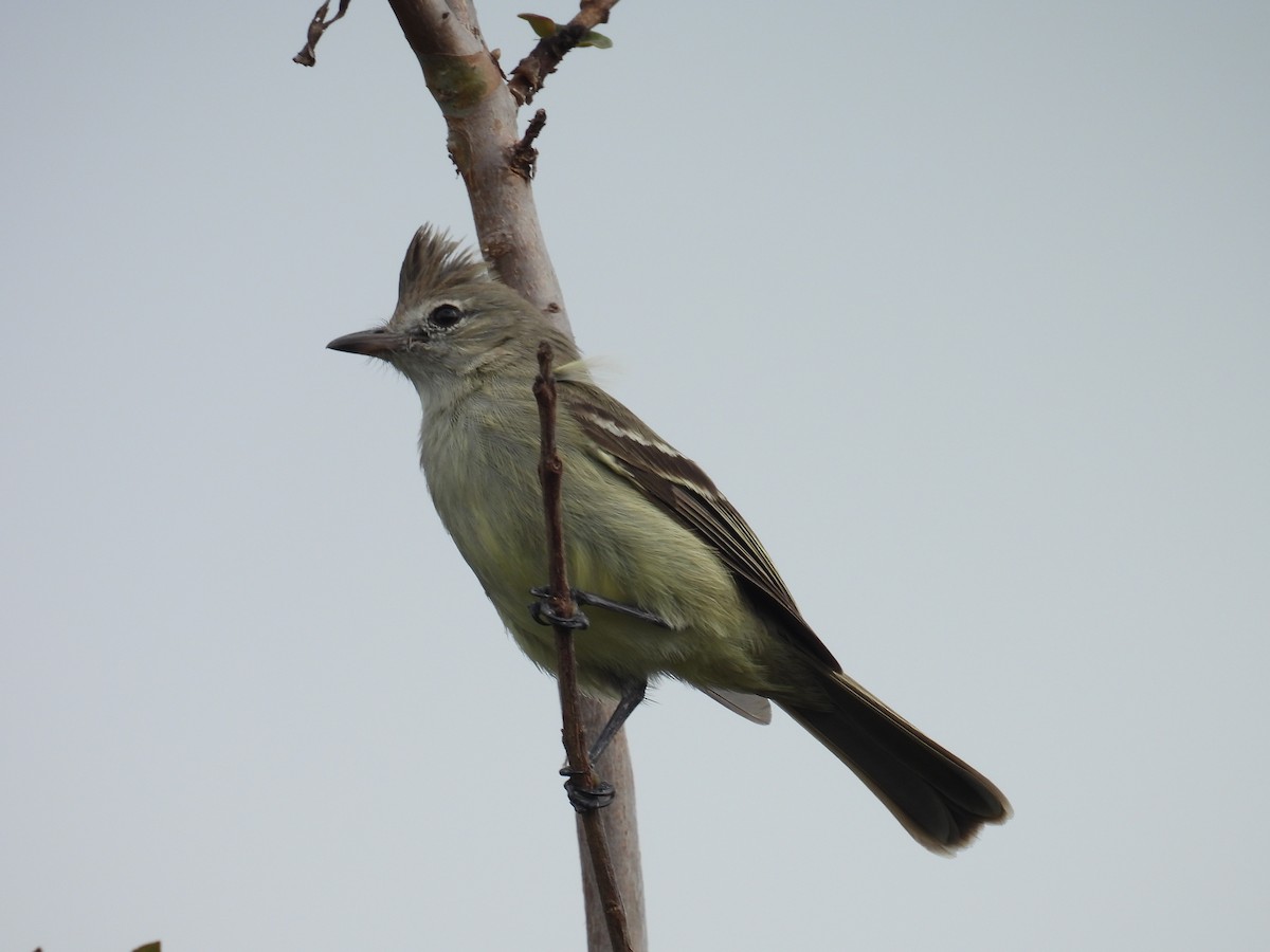 Plain-crested Elaenia - ML643983088
