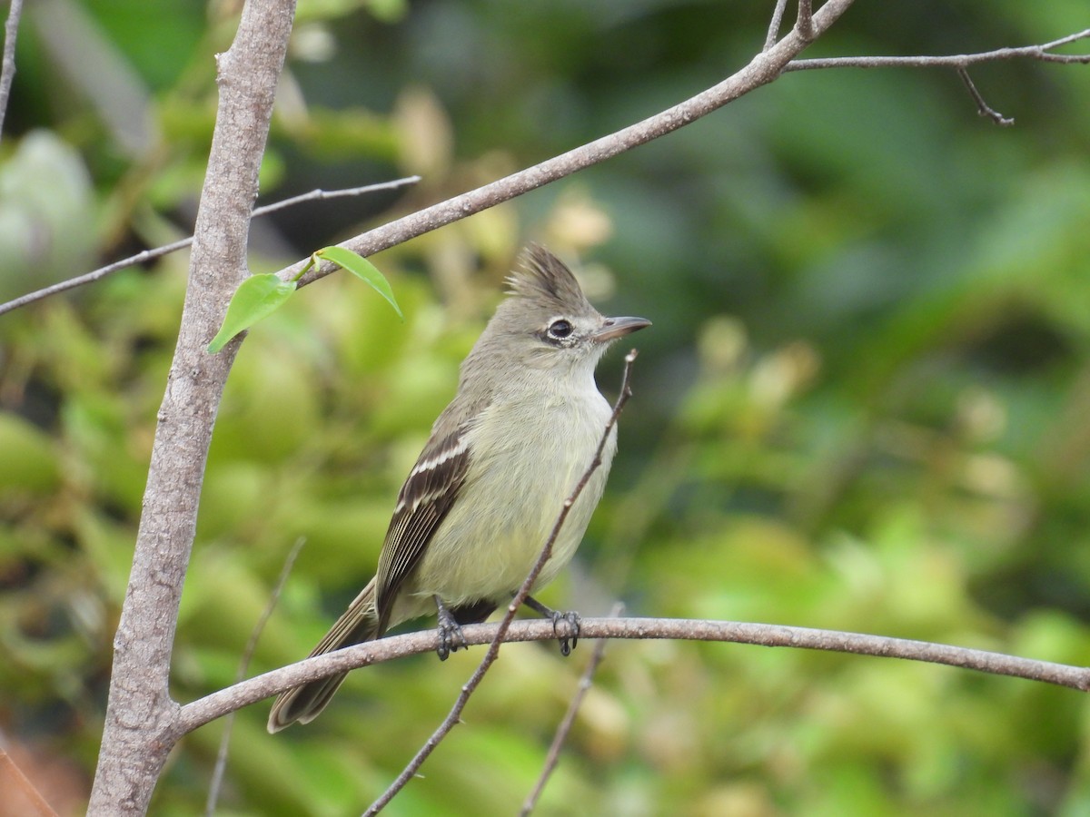 Plain-crested Elaenia - ML643983089