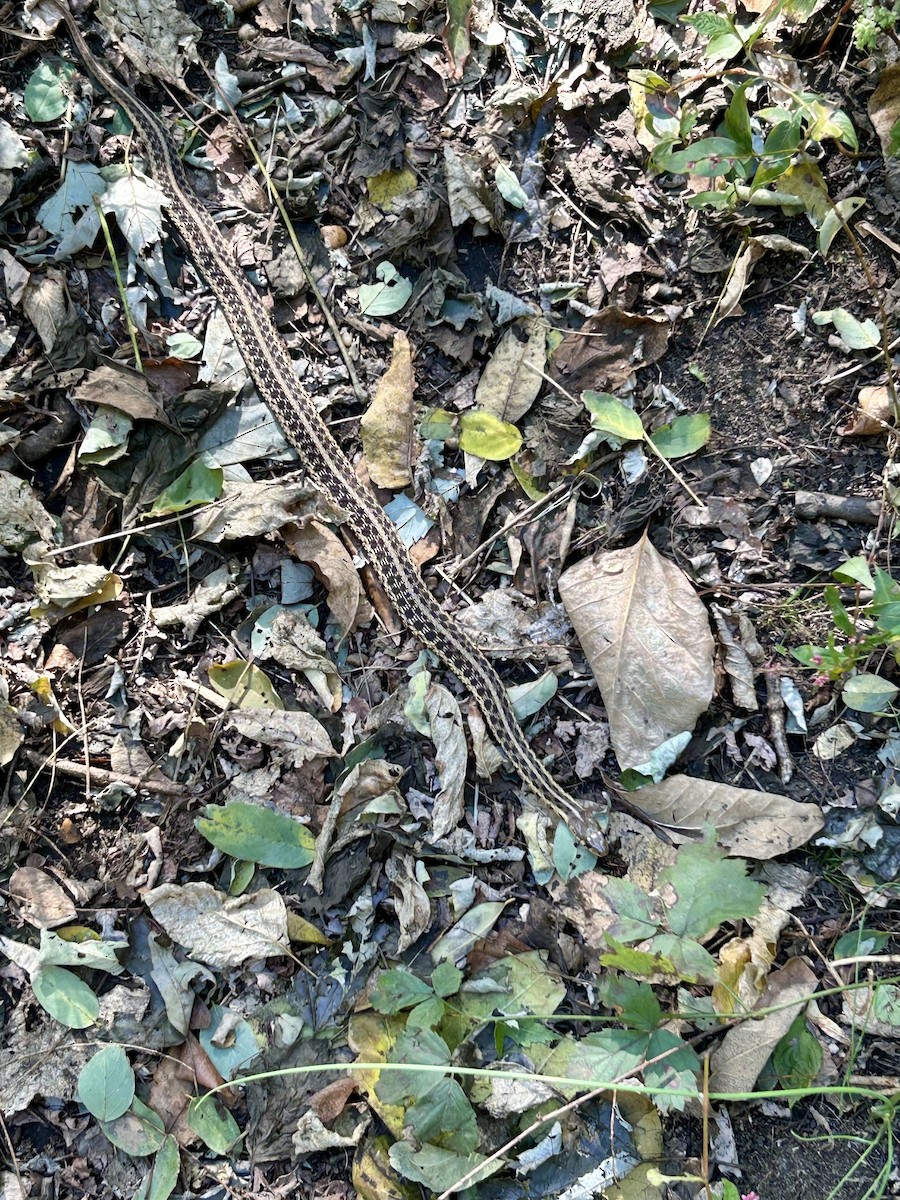 Common Garter Snake - ML643983093