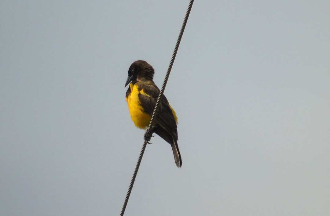 Yellow-rumped Marshbird - ML643983096