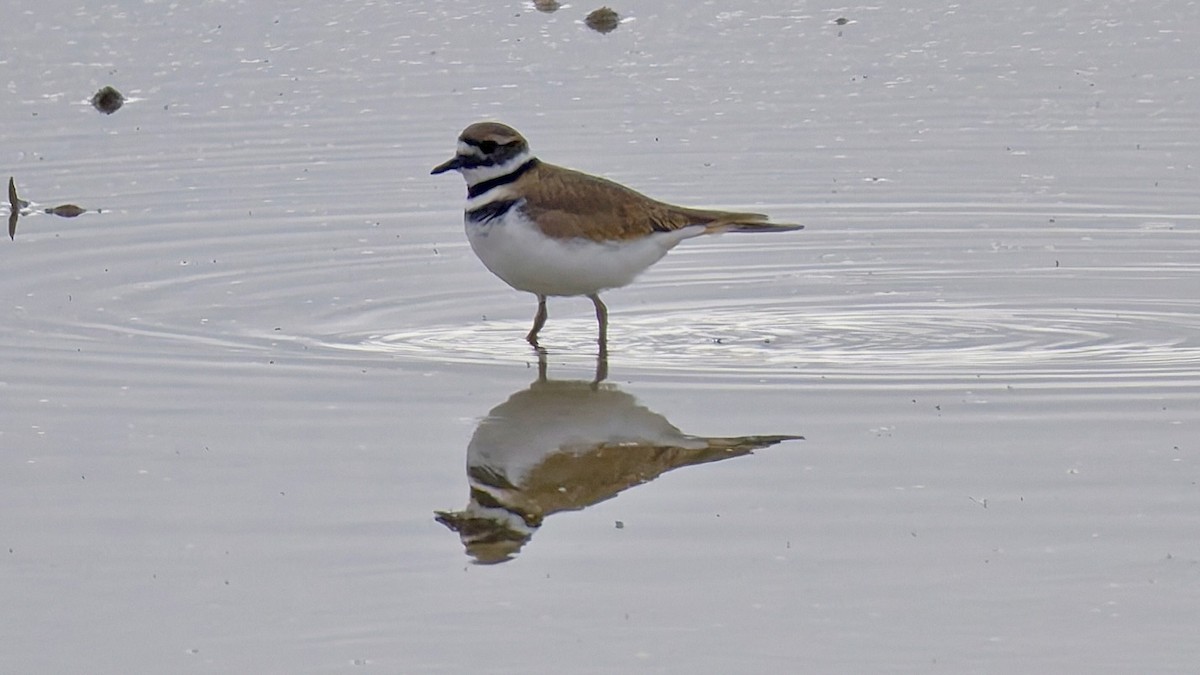 Killdeer - ML643983098