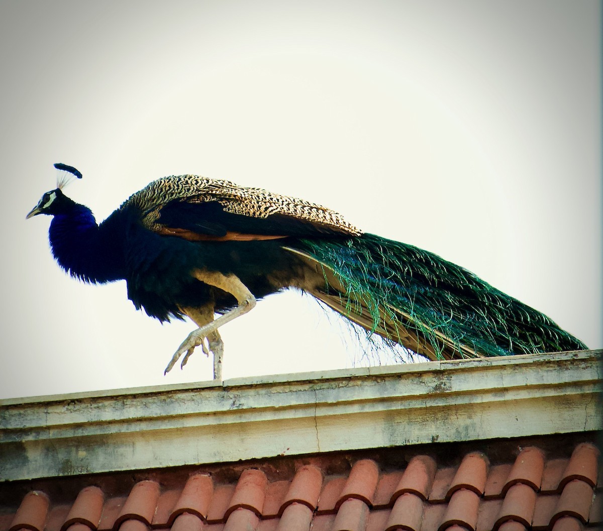 Indian Peafowl - ML643983103