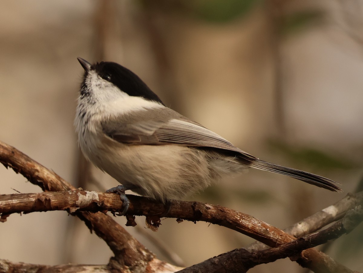 Willow Tit - ML643983105