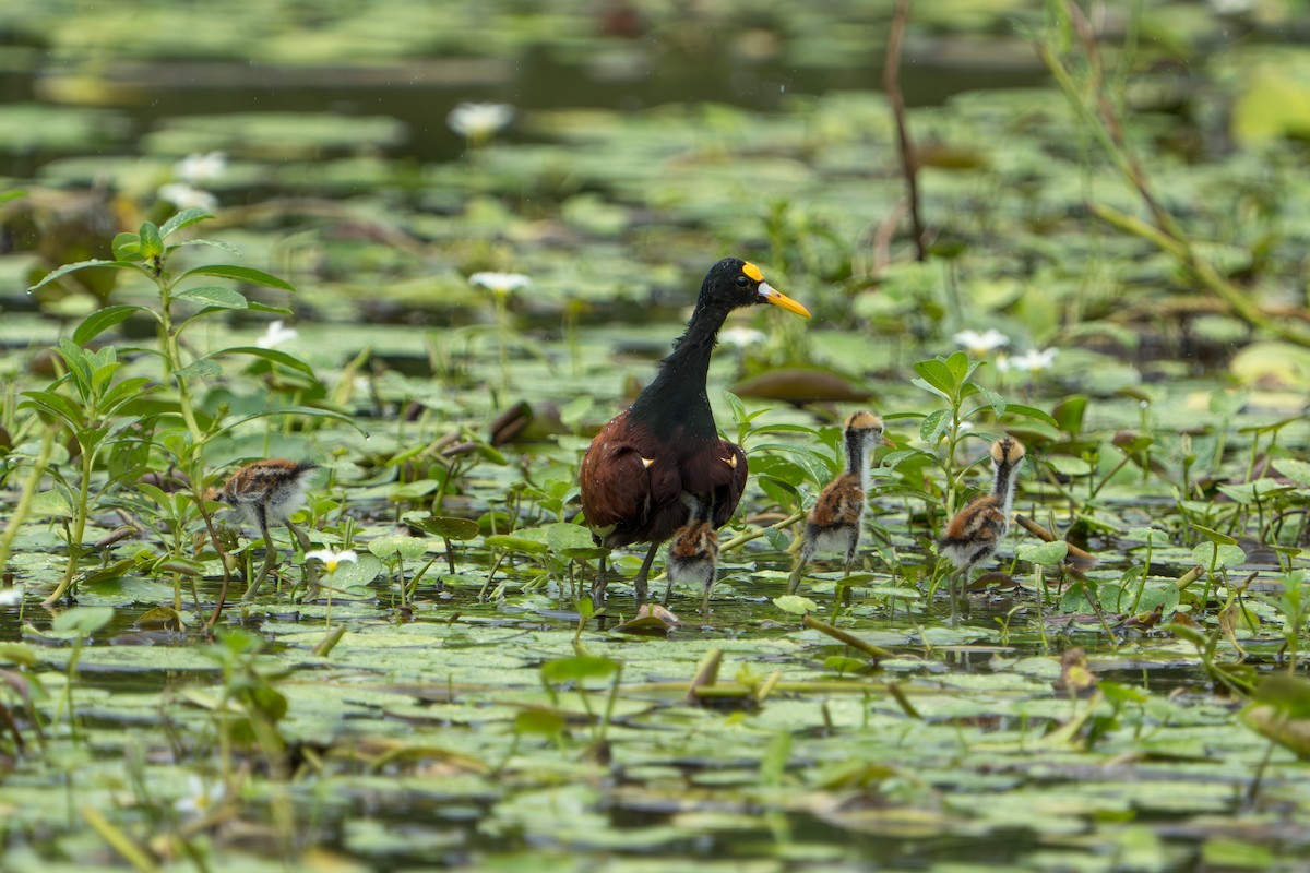 Northern Jacana - ML643983120