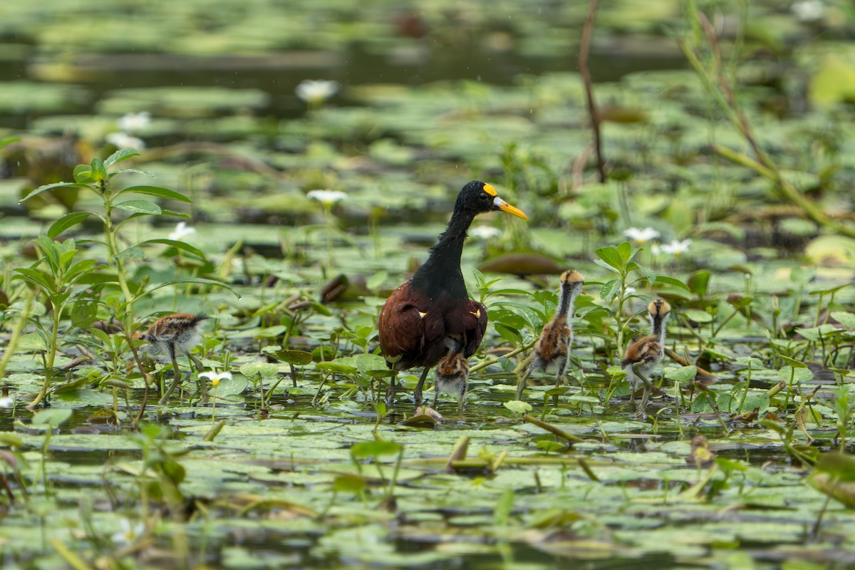 Northern Jacana - ML643983121