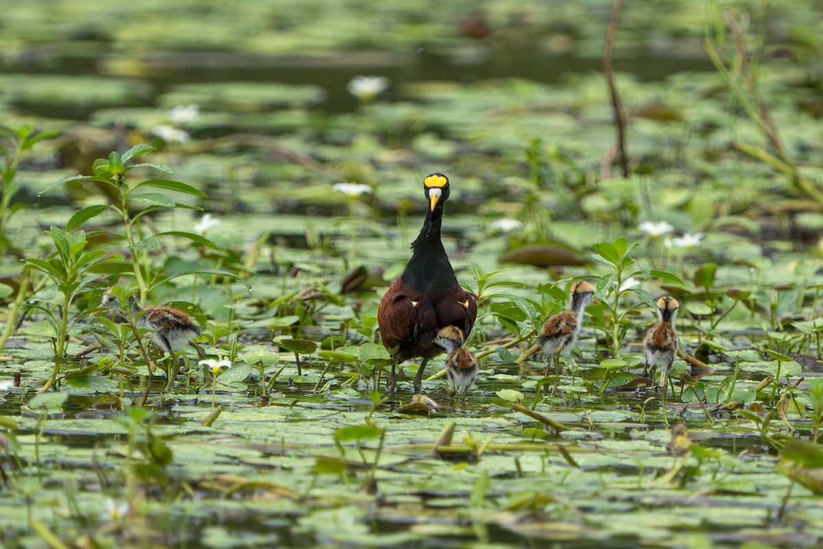 Northern Jacana - ML643983122