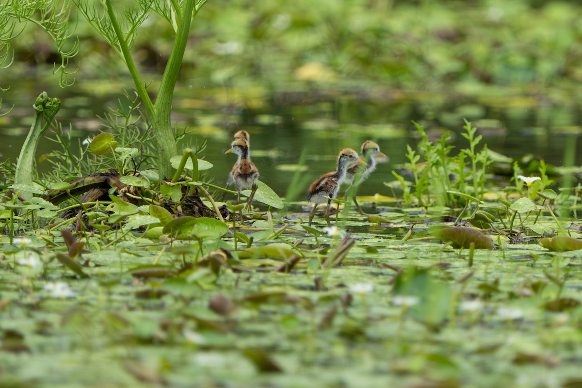 Northern Jacana - ML643983124