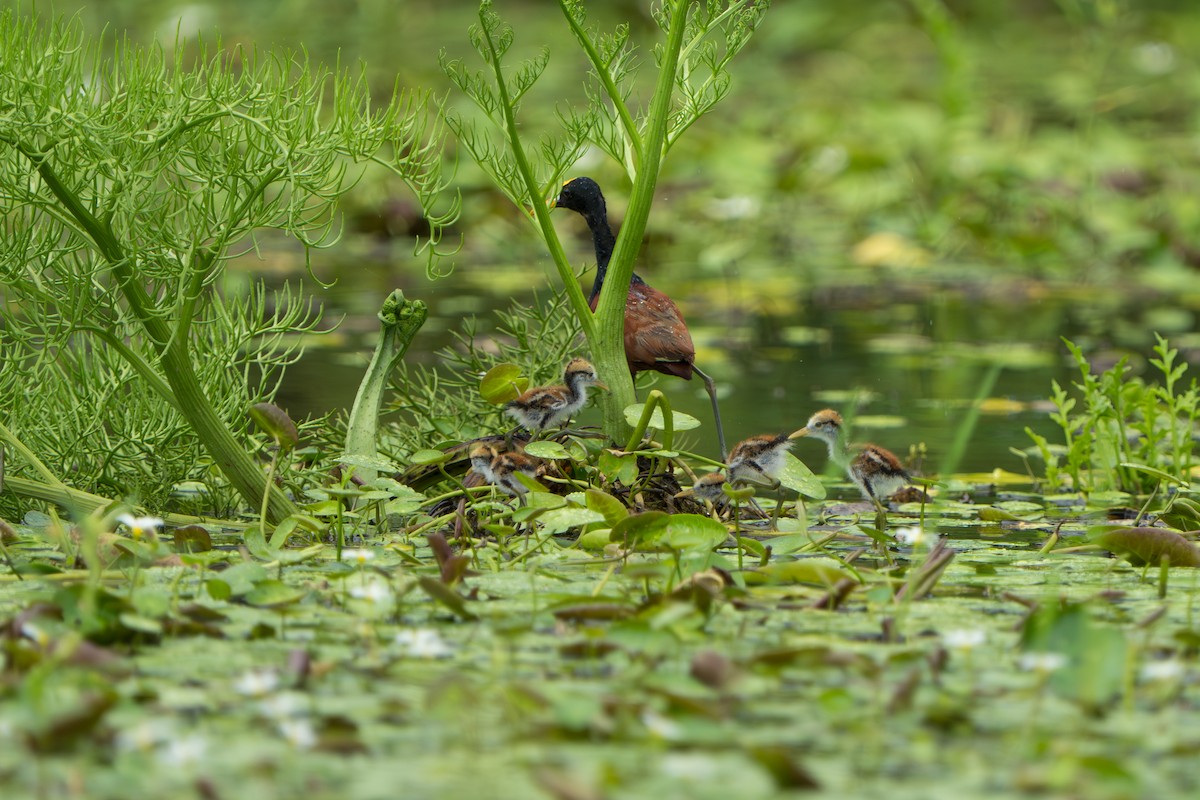 Northern Jacana - ML643983125