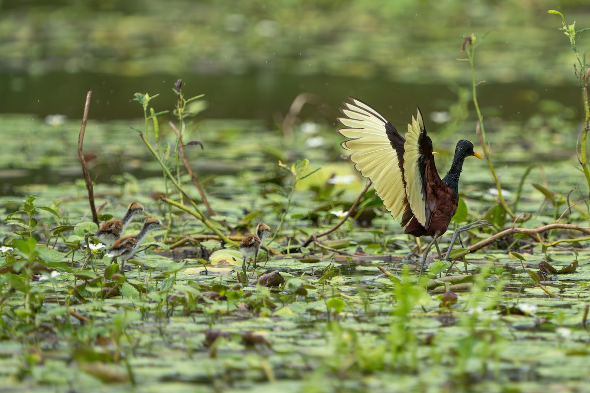 Northern Jacana - ML643983126