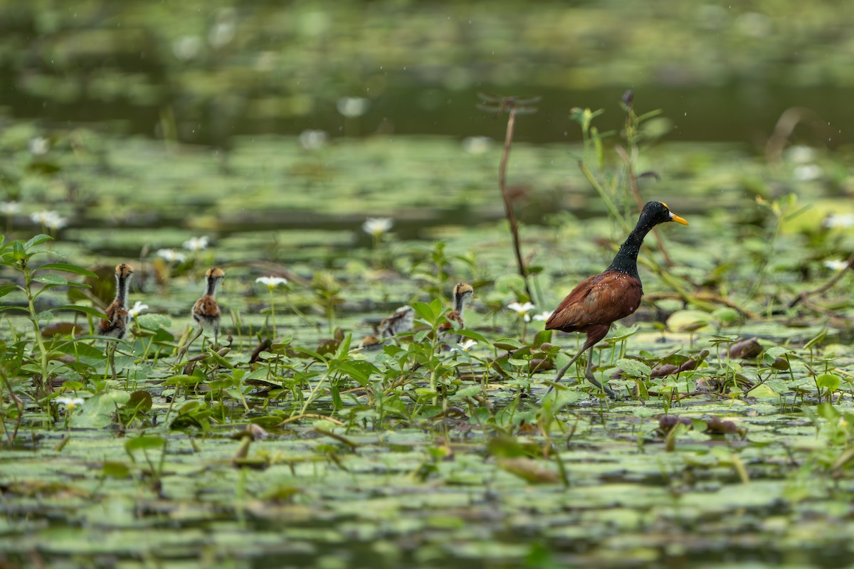 Northern Jacana - ML643983127