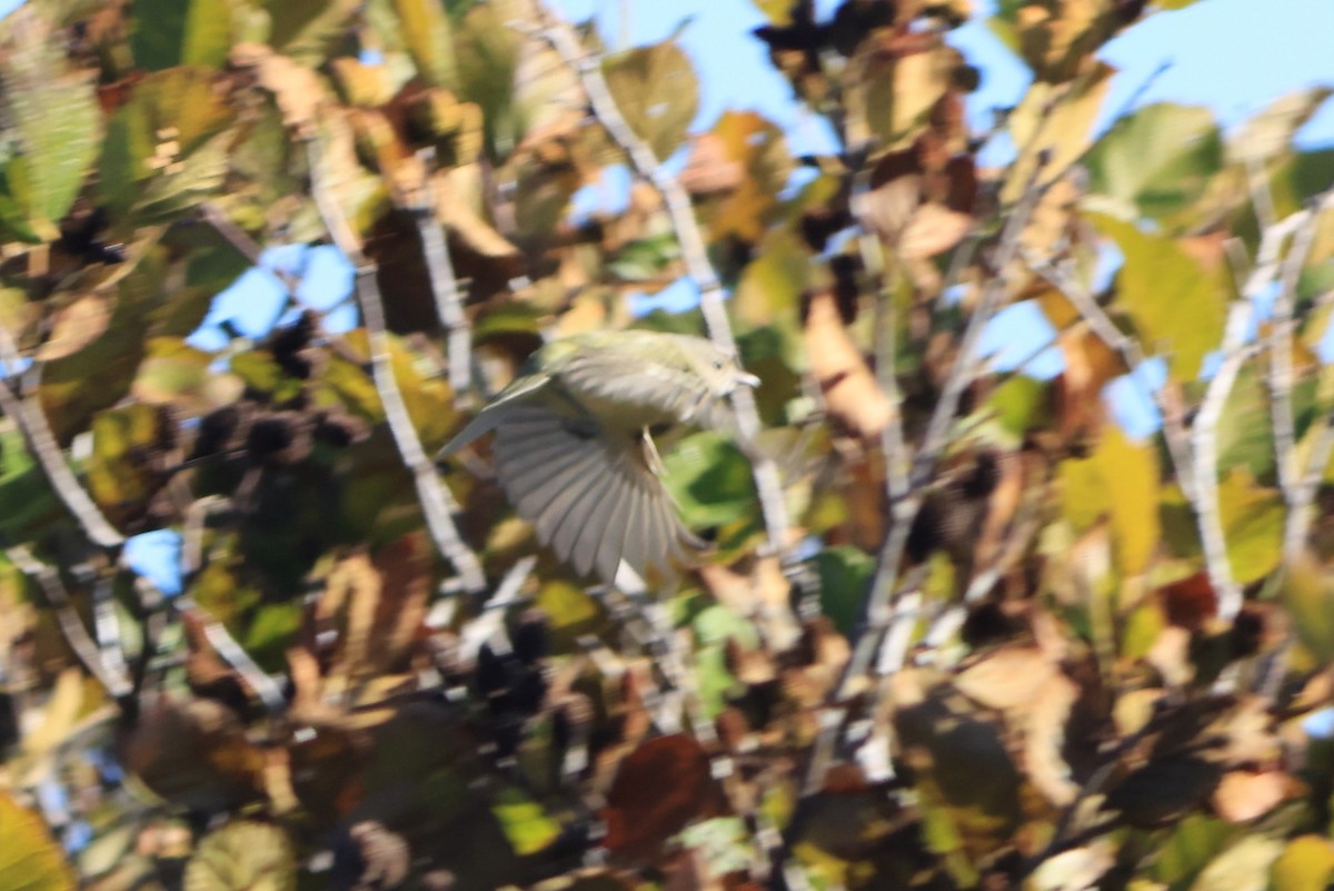 ベルモズモドキ（bellii／medius） - ML643983135