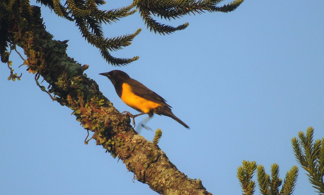 Yellow-rumped Marshbird - ML643983136