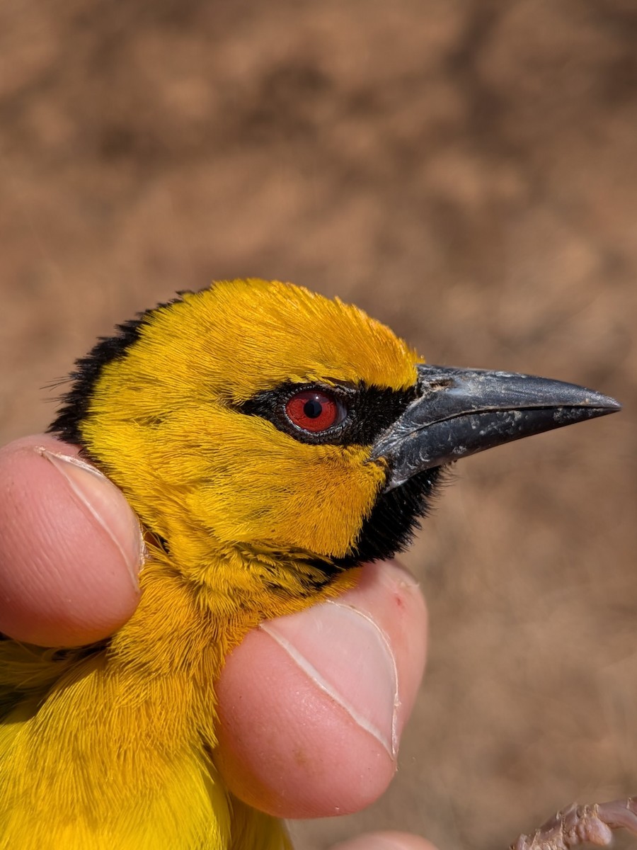 Black-necked Weaver - ML643983142