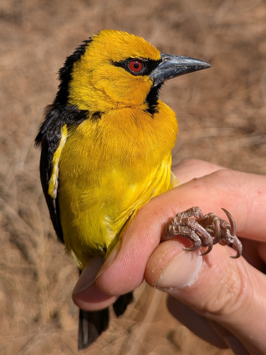 Black-necked Weaver - ML643983144