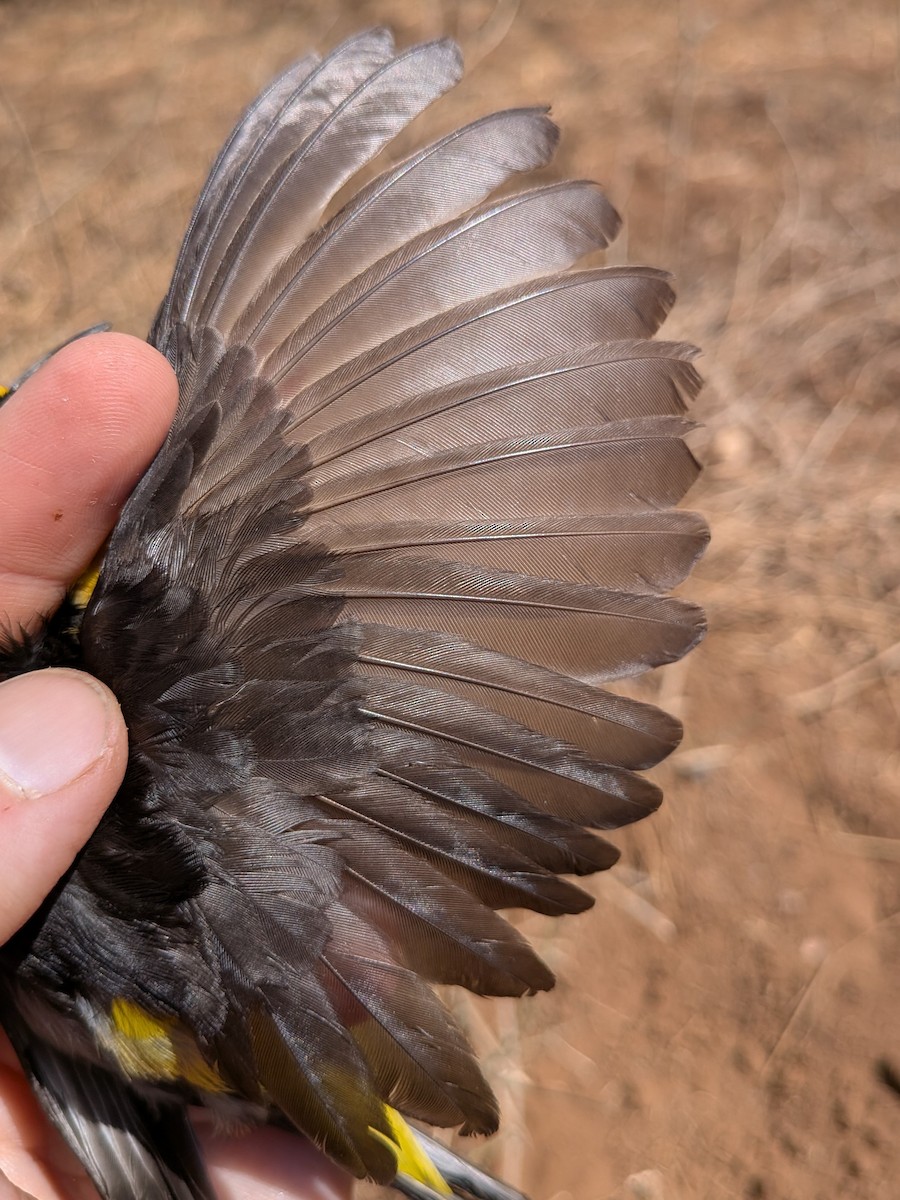 Black-necked Weaver - ML643983145