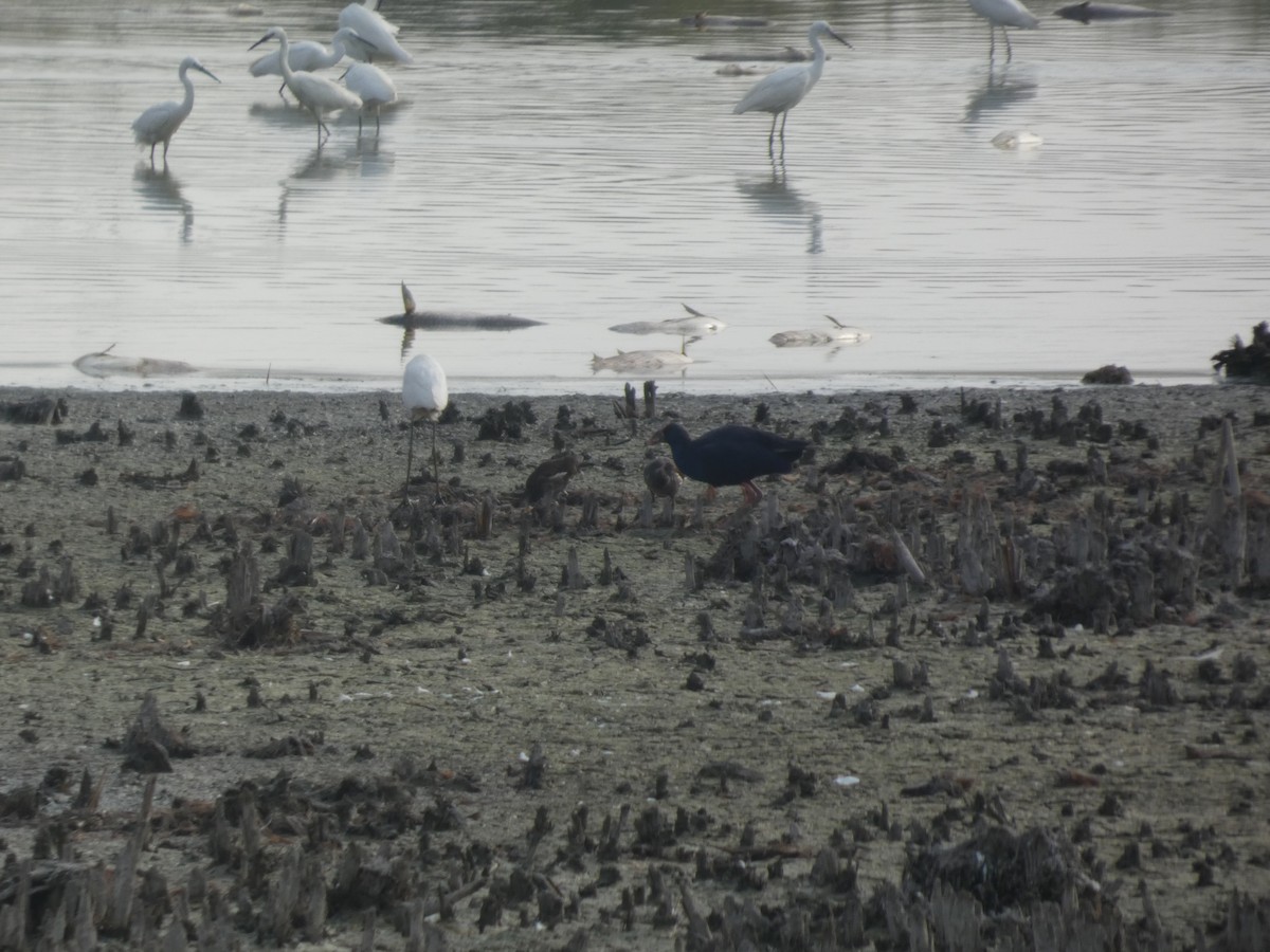 Eurasian Moorhen - Felipe Molina Gavilán