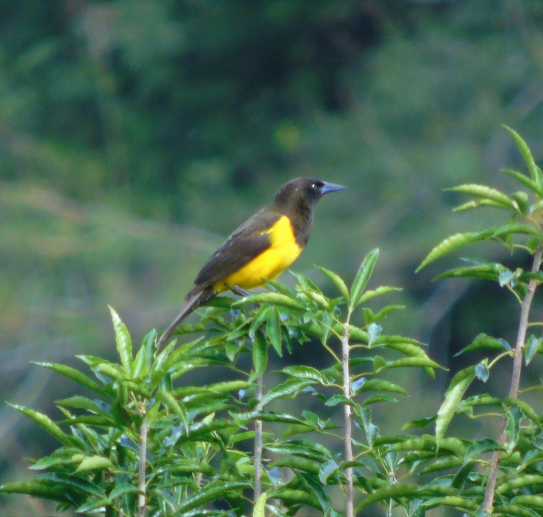 Yellow-rumped Marshbird - ML643983173