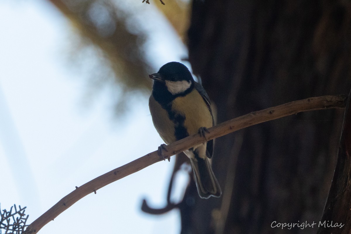 Great Tit - ML643983176