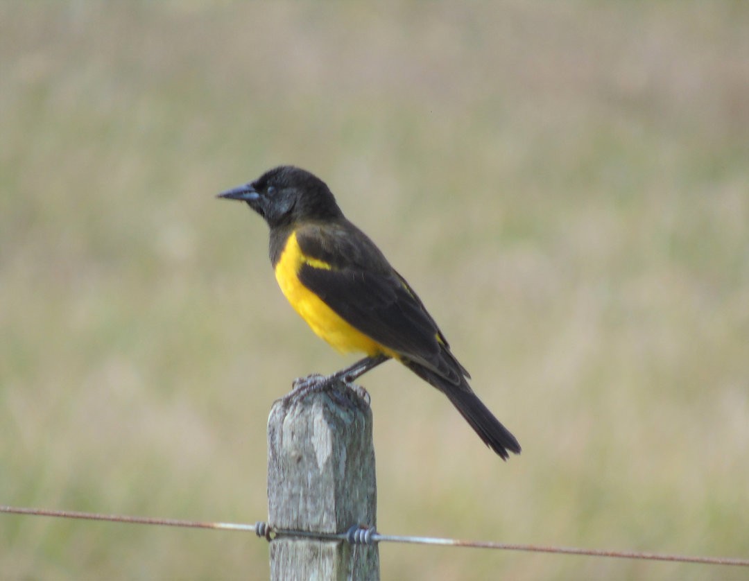 Yellow-rumped Marshbird - ML643983206