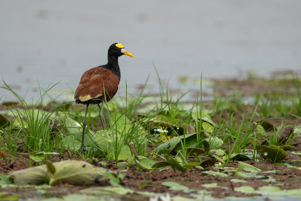 Northern Jacana - ML643983212