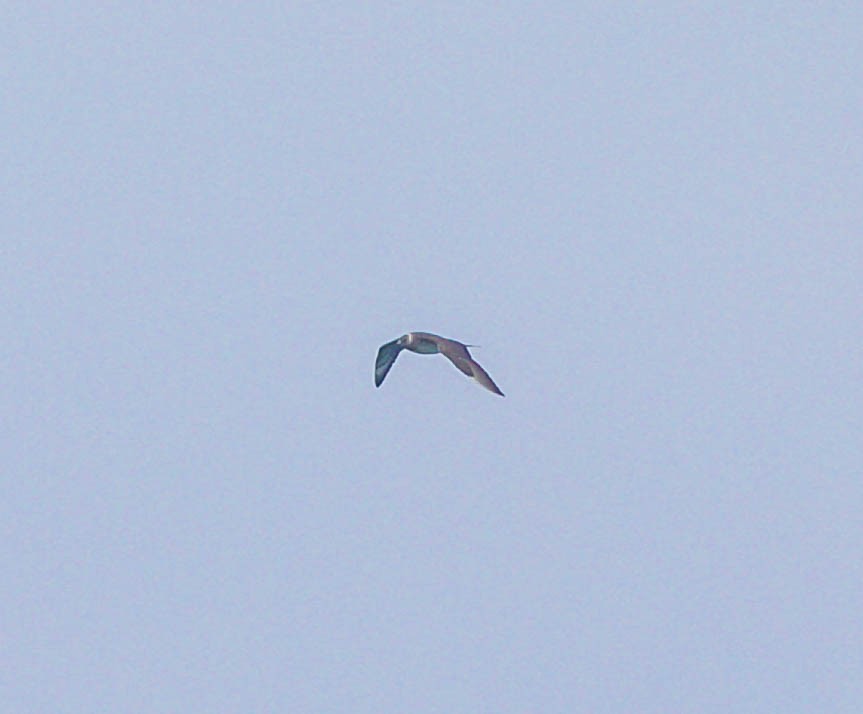 Годон хайлгана - ML643983215