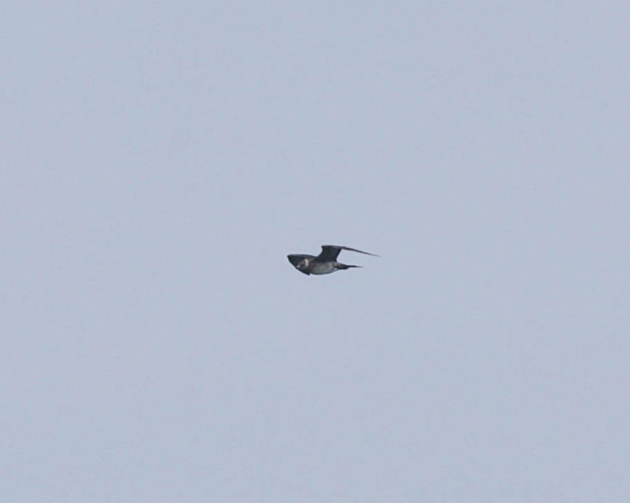 Годон хайлгана - ML643983216