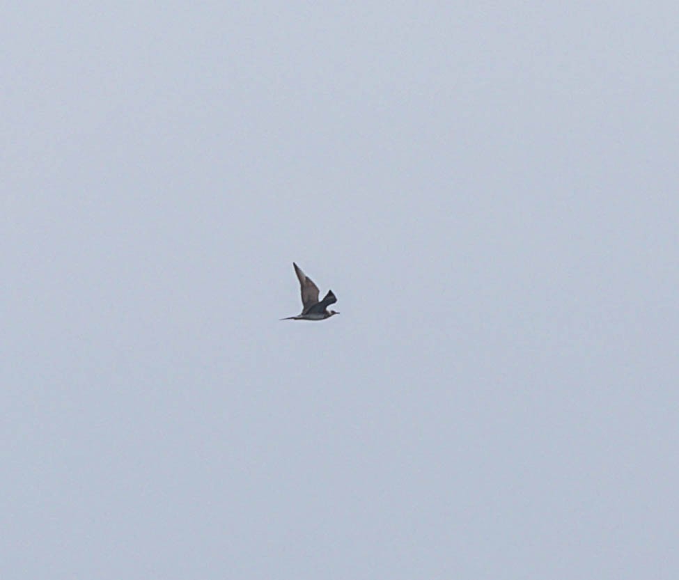 Годон хайлгана - ML643983217