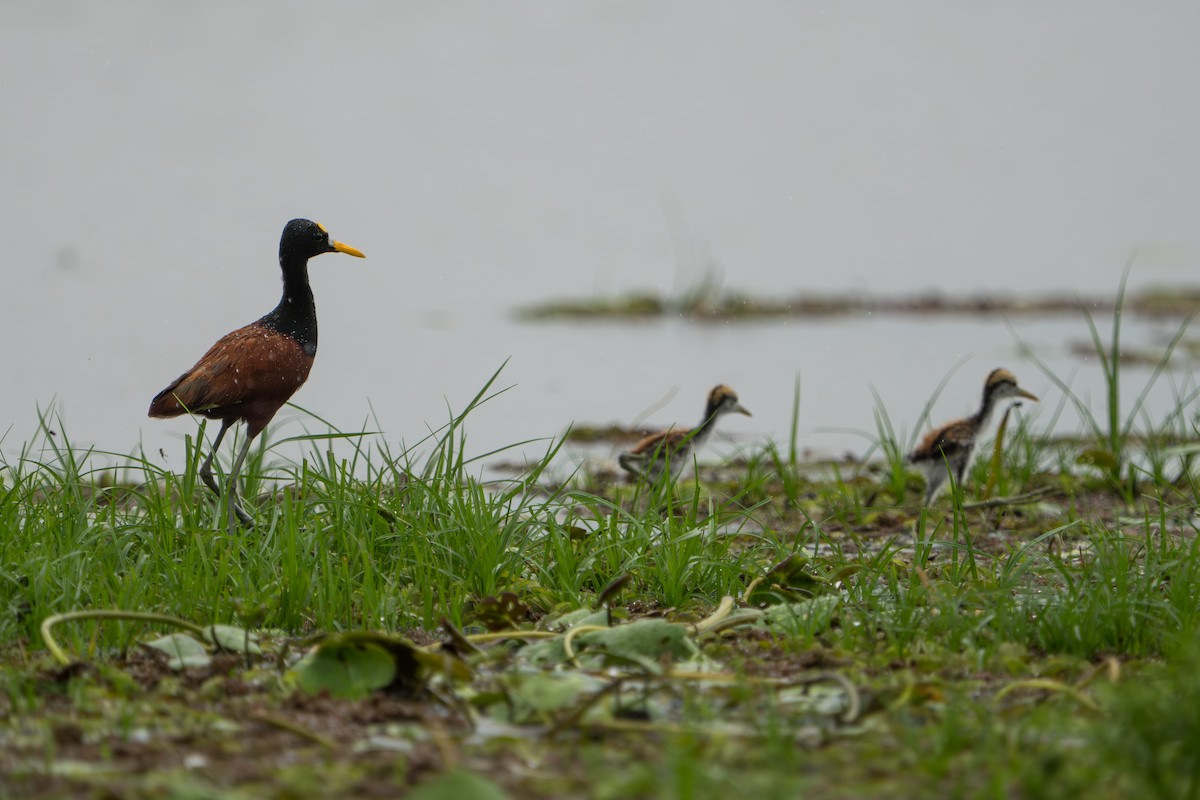 Northern Jacana - ML643983227