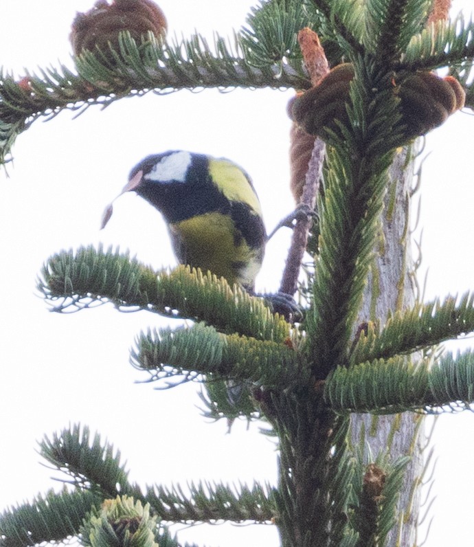 Great Tit - ML643983237