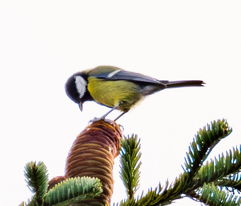 Great Tit - ML643983239