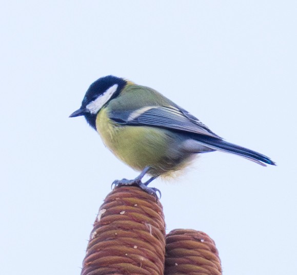 Great Tit - ML643983240