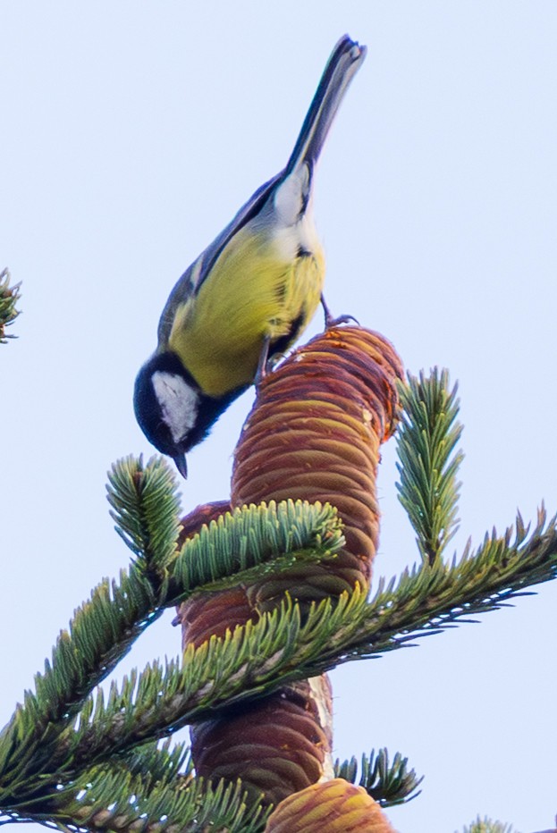 Great Tit - ML643983242