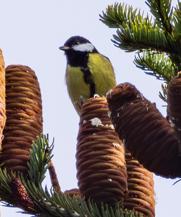 Great Tit - ML643983243